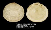 PLIOCENE-TAMIAMI FORMATION Codakia orbicularis